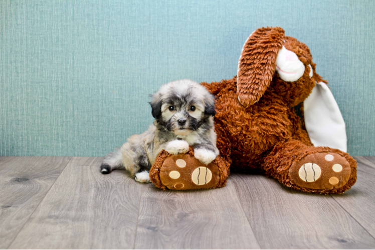 Friendly Havanese Purebred Pup