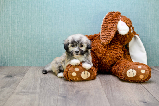 Friendly Havanese Purebred Pup