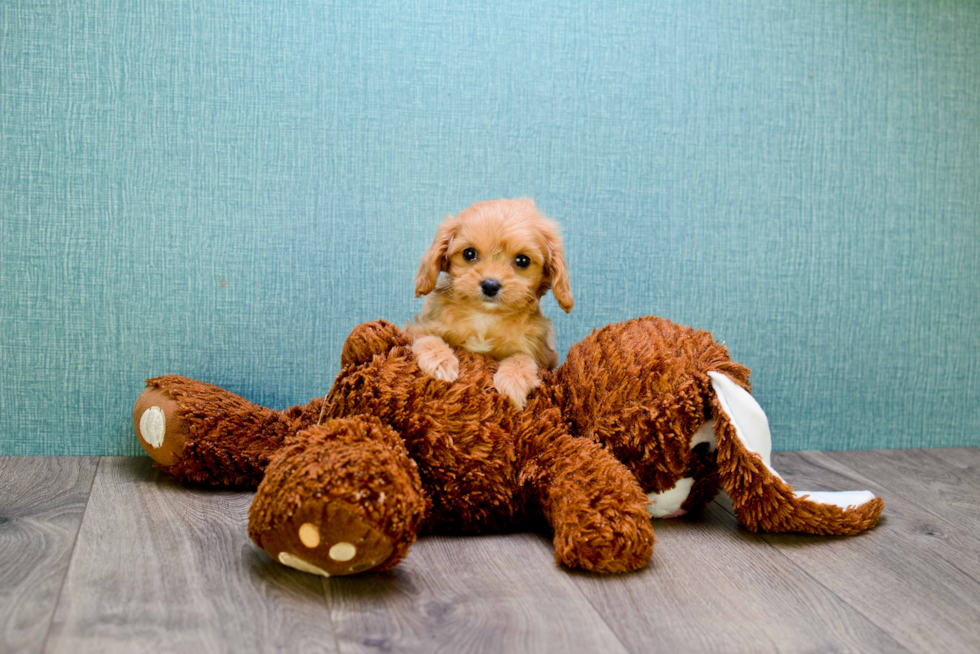 Cavapoo Puppy for Adoption