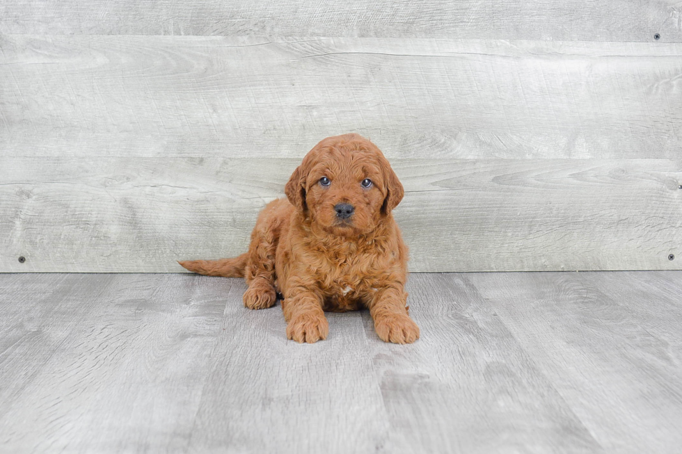 Mini Goldendoodle Pup Being Cute