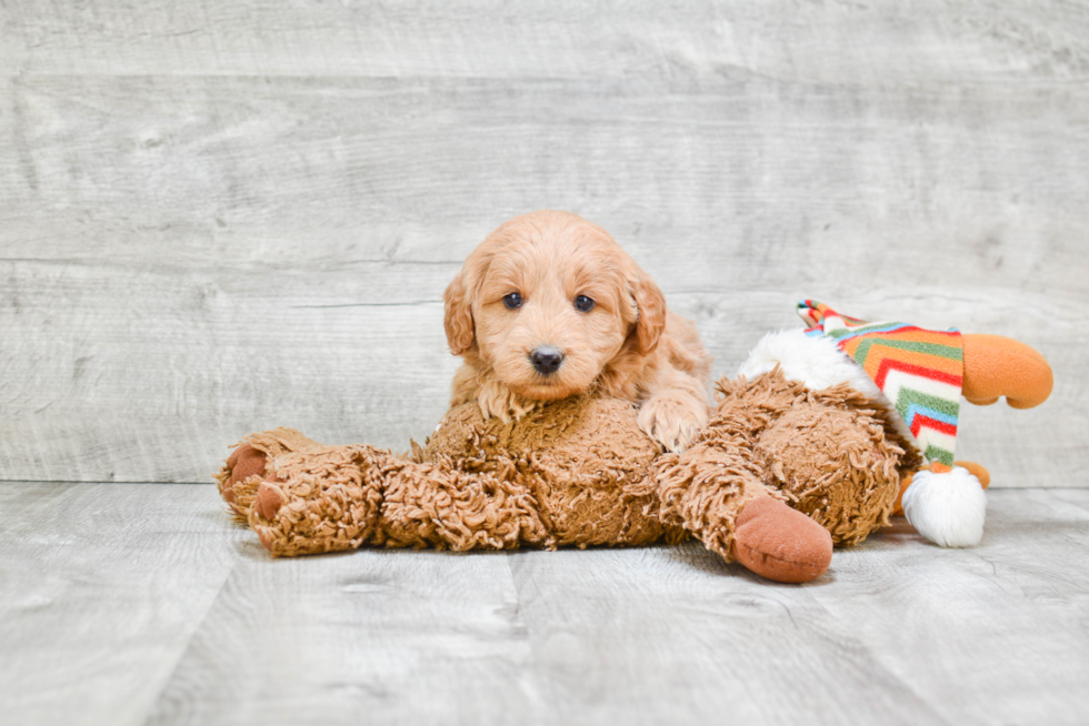 Mini Goldendoodle Puppy for Adoption