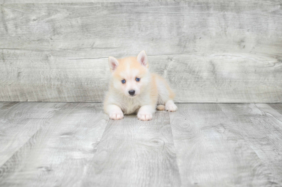 Cute Pomsky Baby