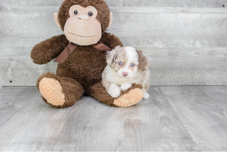 Petite Mini Aussiedoodle Poodle Mix Pup