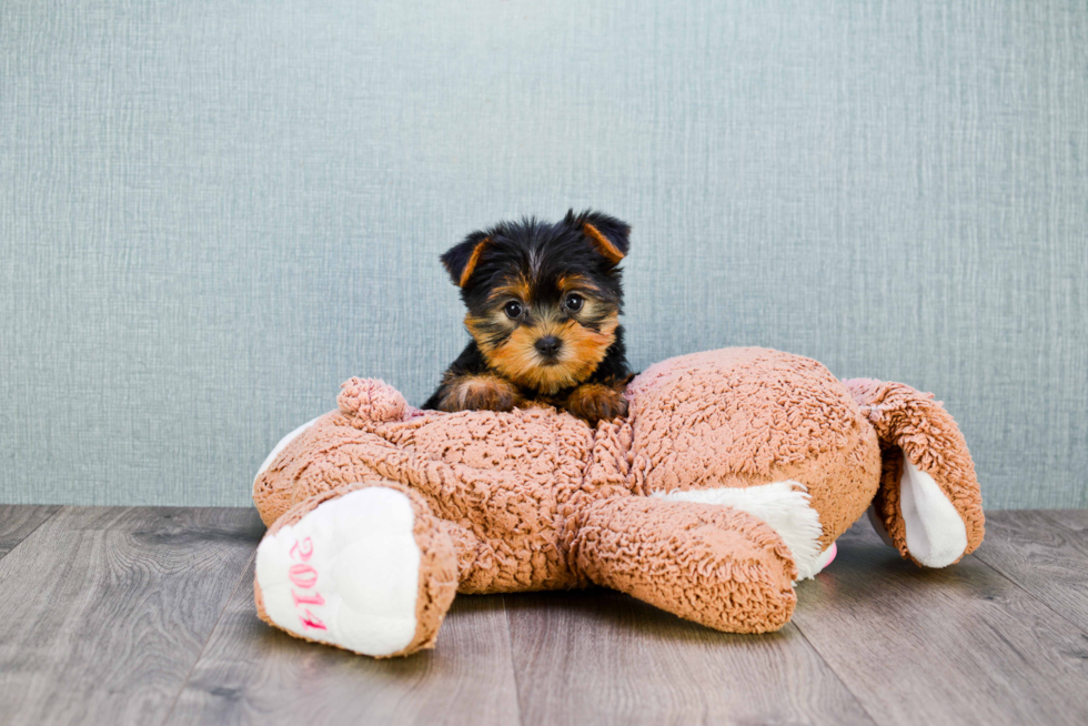 Meet Twinkle - our Yorkshire Terrier Puppy Photo 