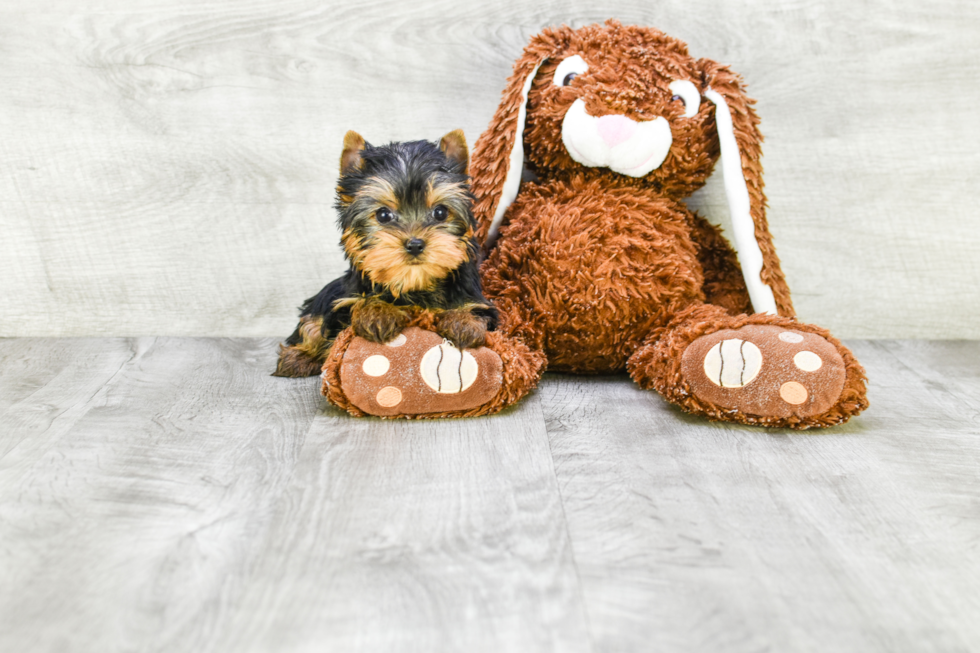 Meet Rebecca - our Yorkshire Terrier Puppy Photo 