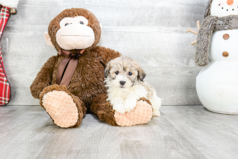 Energetic Havanese Purebred Puppy