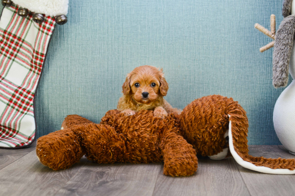 Happy Cavapoo Baby