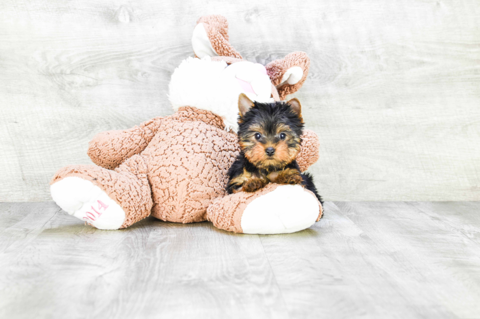 Meet Twinkle - our Yorkshire Terrier Puppy Photo 