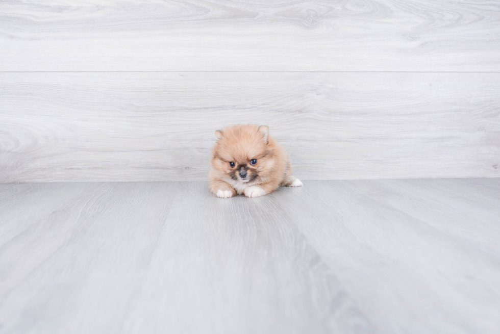 Small Pomeranian Purebred Pup