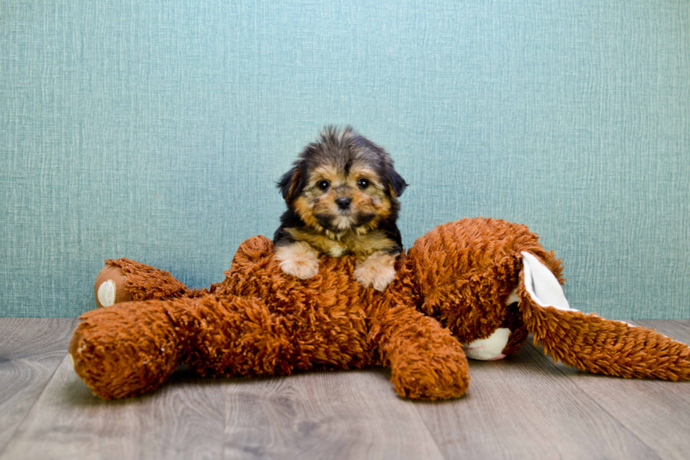 Morkie Pup Being Cute