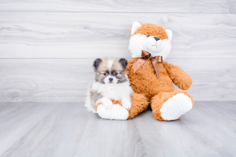 Pomeranian Pup Being Cute