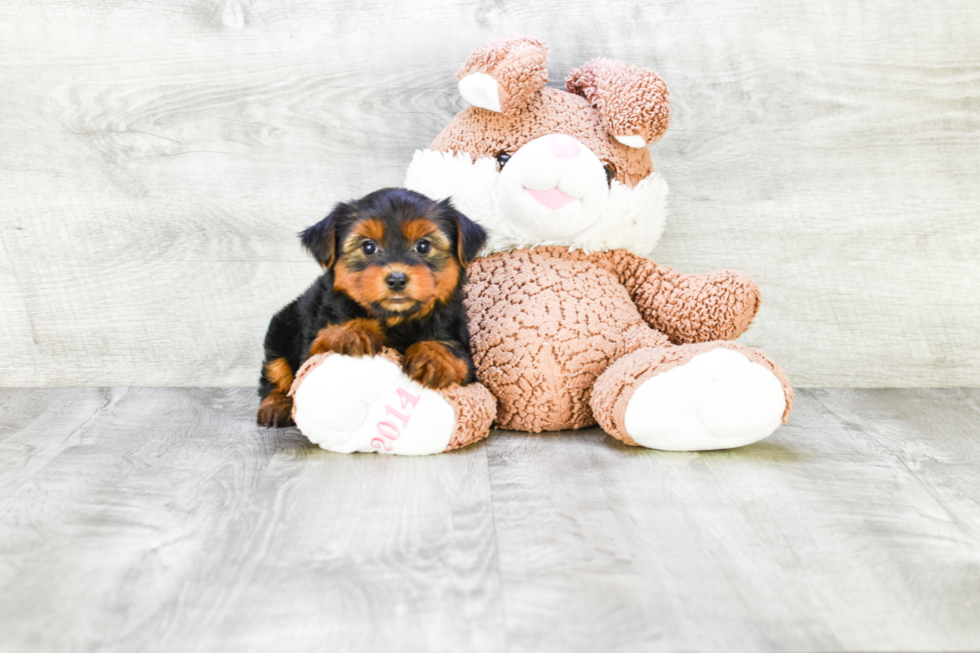 Meet Avery - our Yorkshire Terrier Puppy Photo 