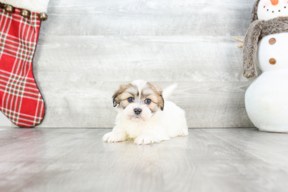 Popular Teddy Bear Designer Pup