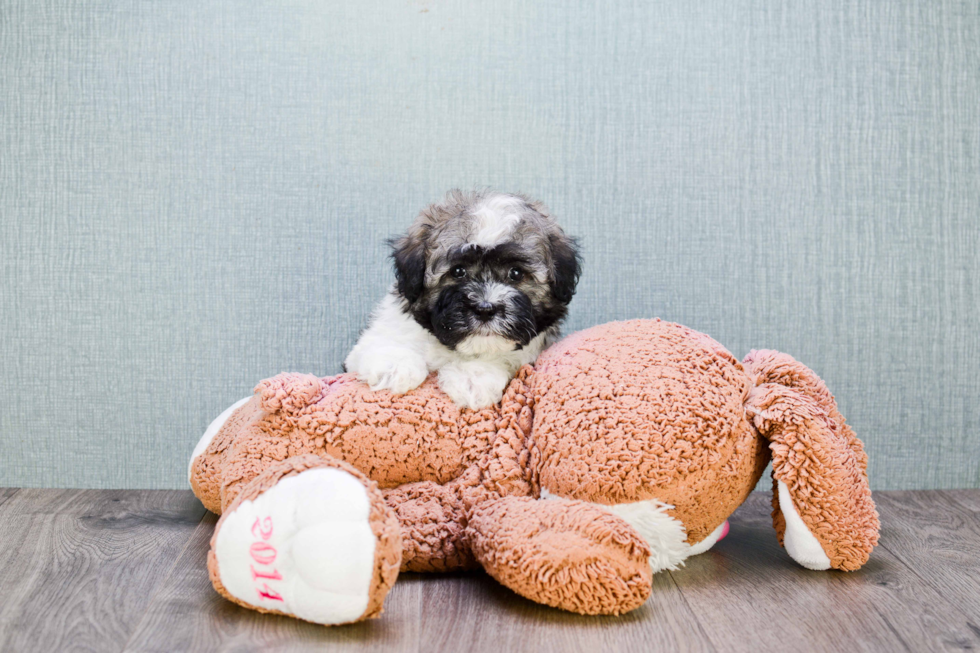 Akc Registered Havanese Baby