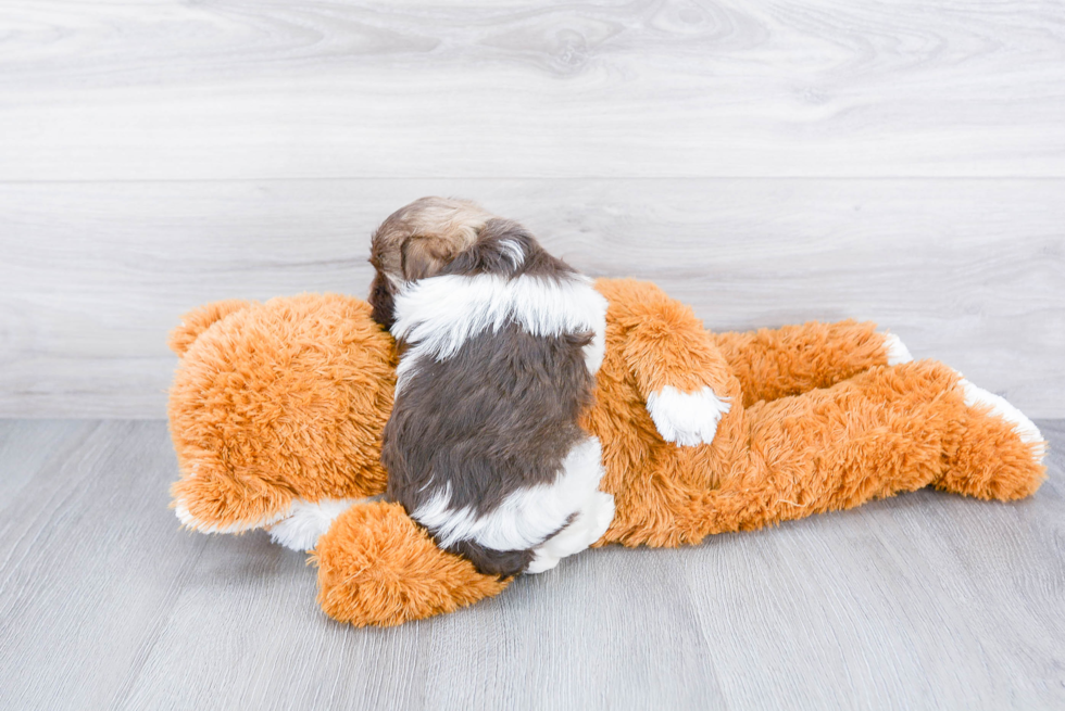 Akc Registered Havanese Purebred Pup