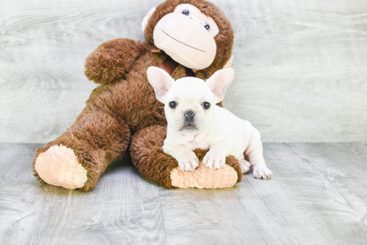French Bulldog Puppy for Adoption