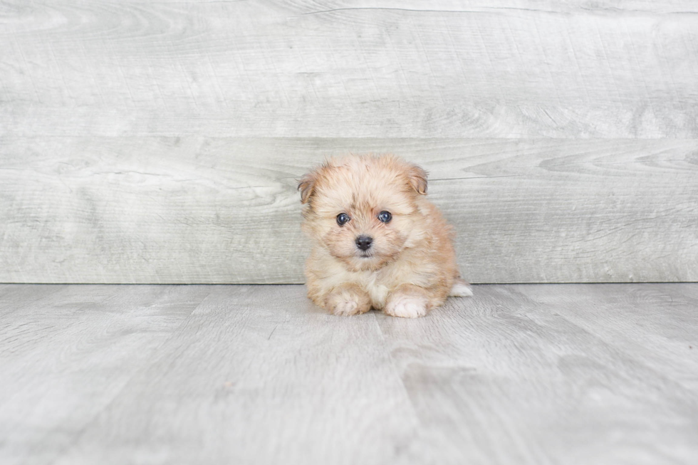 Maltipom Puppy for Adoption