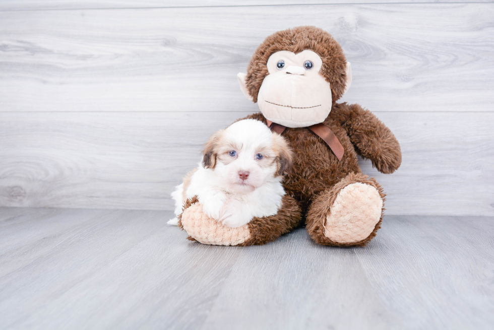 Havanese Pup Being Cute