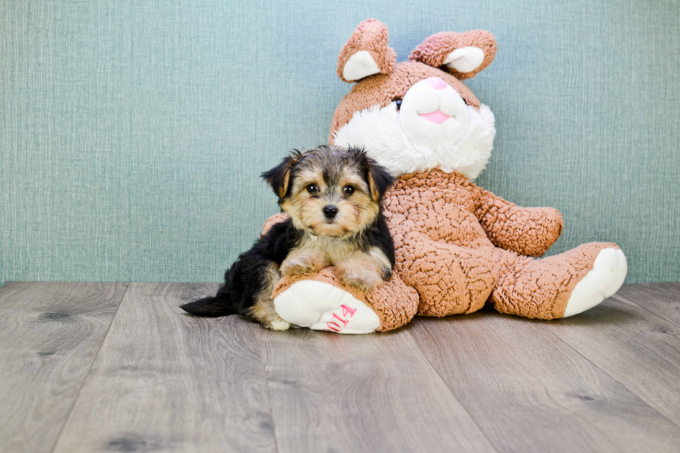 Morkie Puppy for Adoption