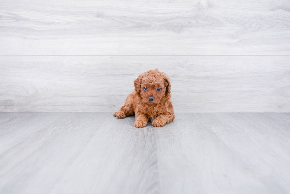 Fluffy Cavapoo Poodle Mix Pup