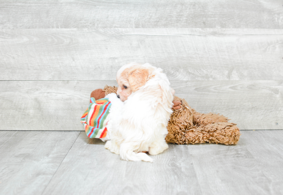 Fluffy Cavachon Designer Pup