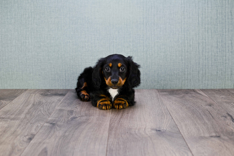 Dachshund Pup Being Cute