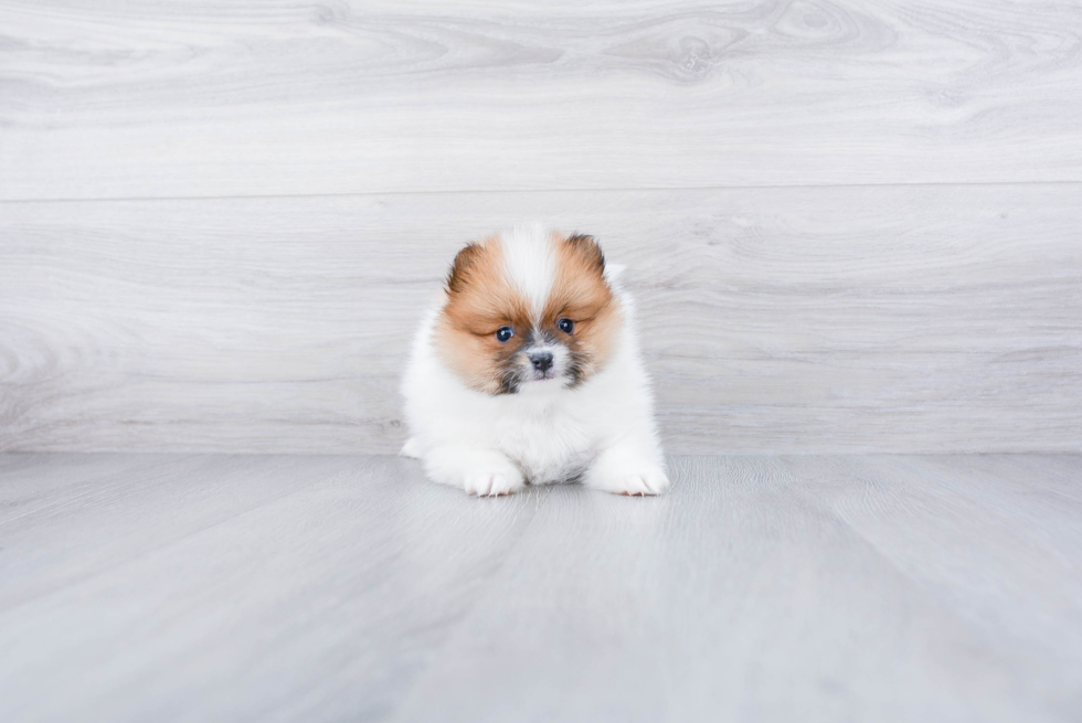 Pomeranian Pup Being Cute