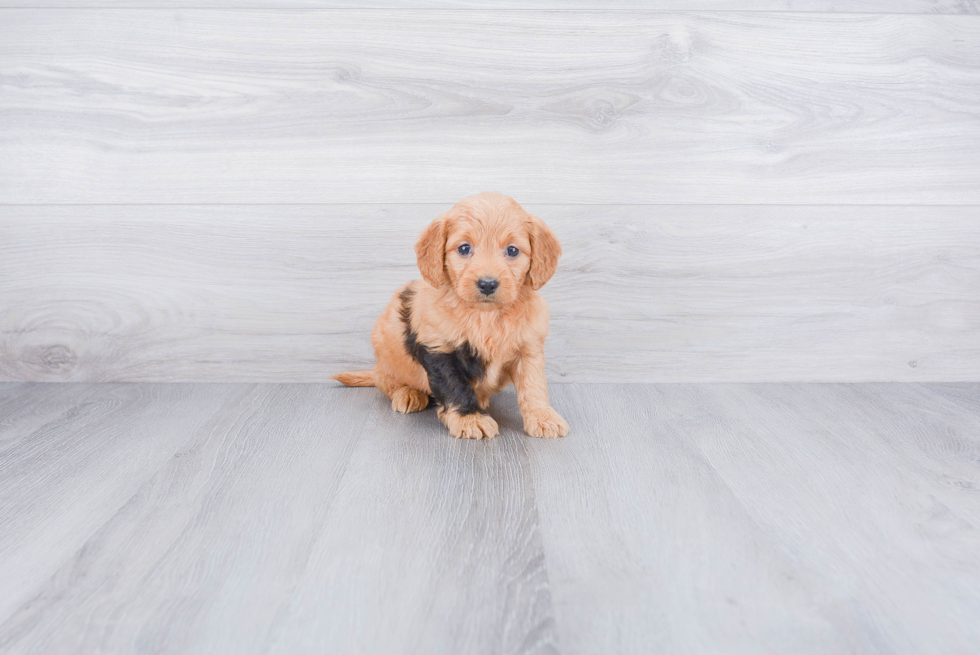 Best Mini Goldendoodle Baby