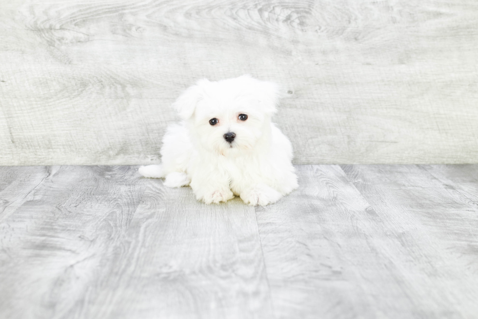 Smart Maltese Purebred Puppy