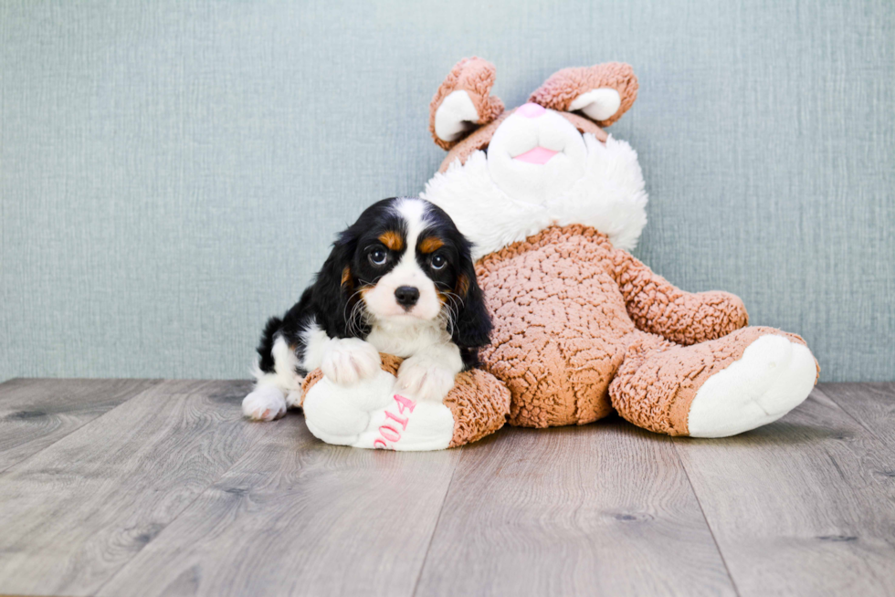 Small Cavalier King Charles Spaniel Baby