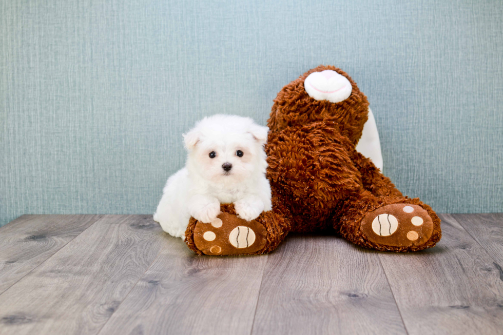 Cute Maltese Purebred Puppy