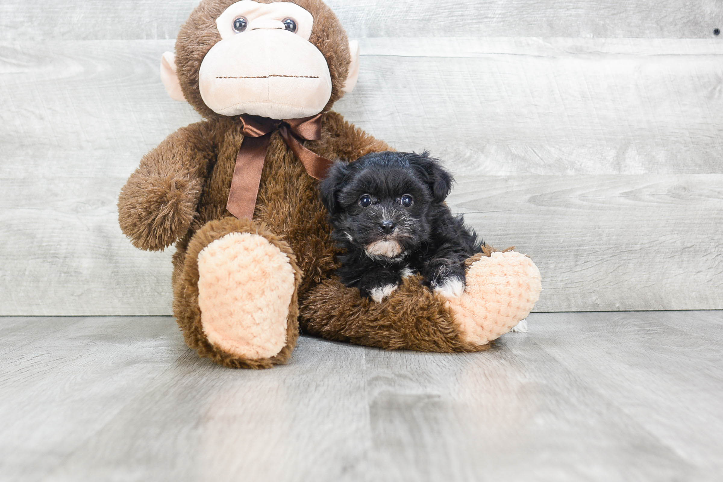 Best Morkie Baby