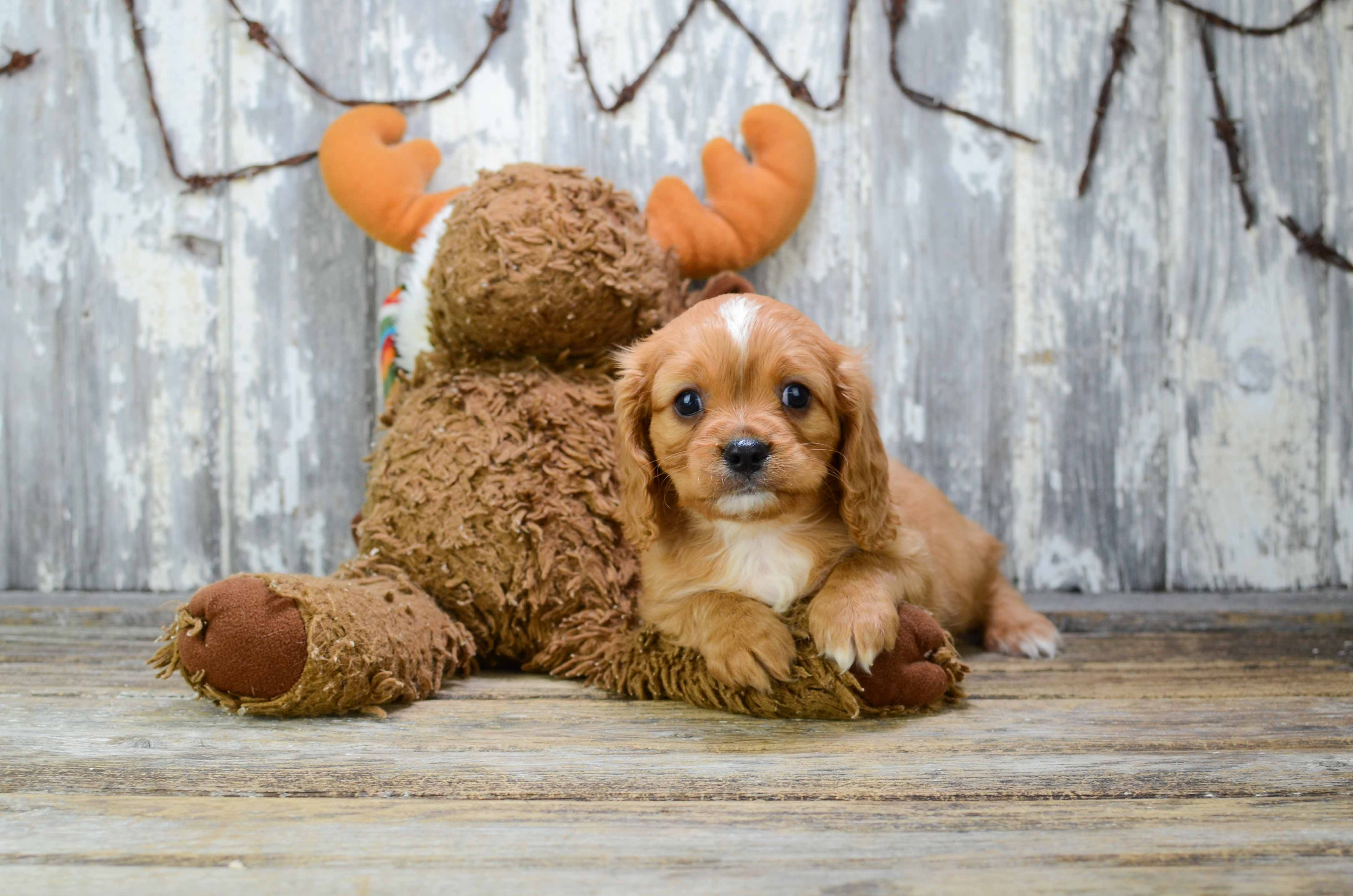 Cavalier King Charles Spaniel Puppy for Adoption