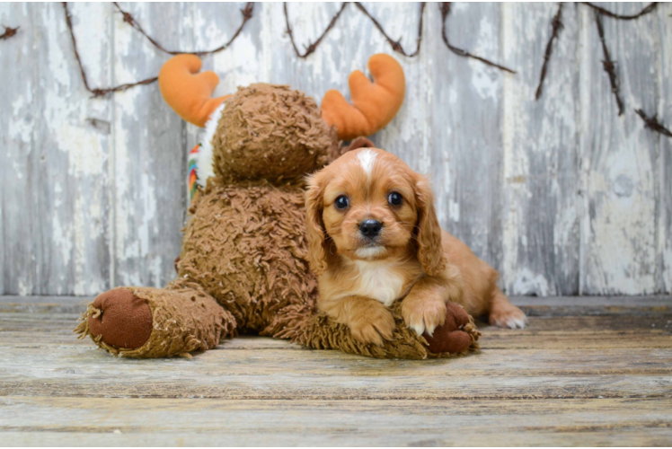 Cavalier King Charles Spaniel Puppy for Adoption