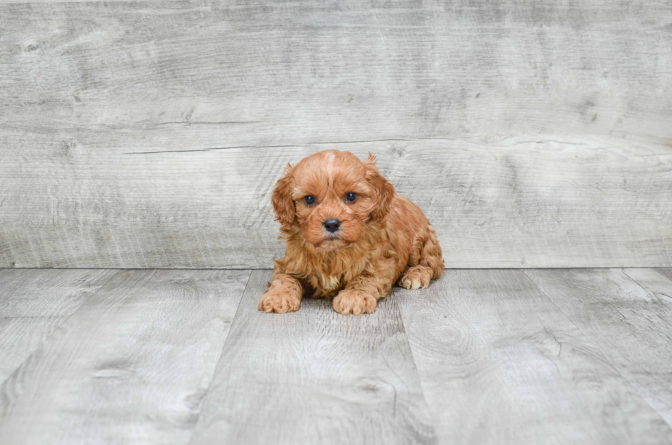 Fluffy Cavapoo Poodle Mix Pup