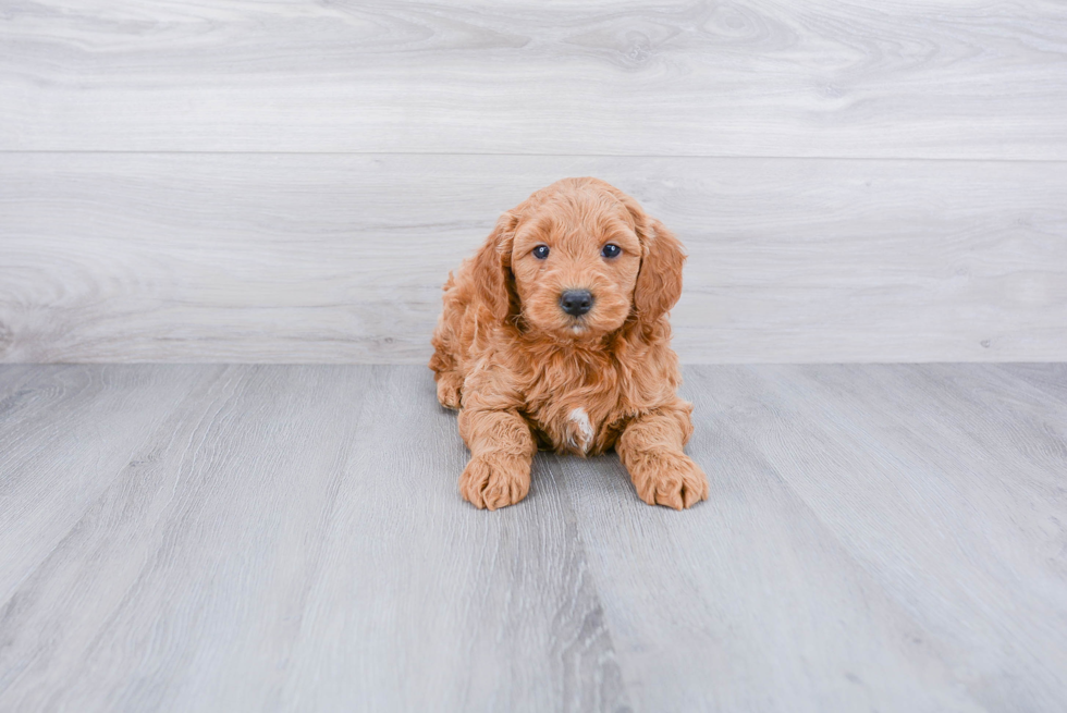 Friendly Mini Goldendoodle Baby