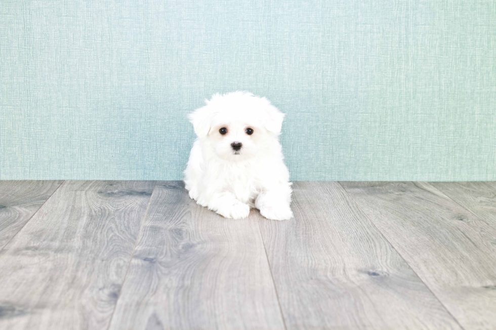 Maltese Pup Being Cute