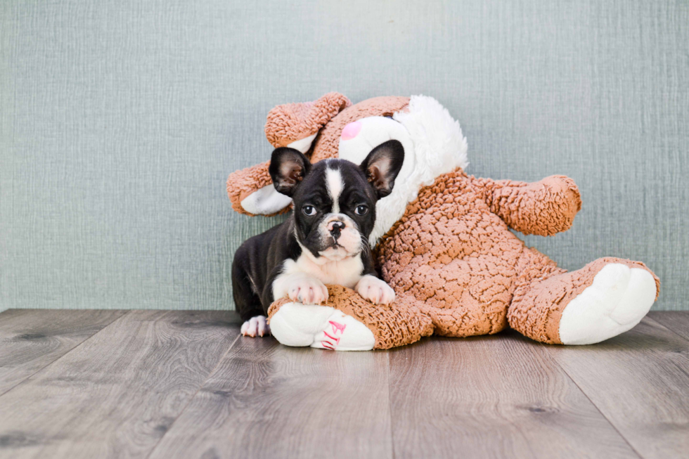 Cute Frenchie Purebred Puppy