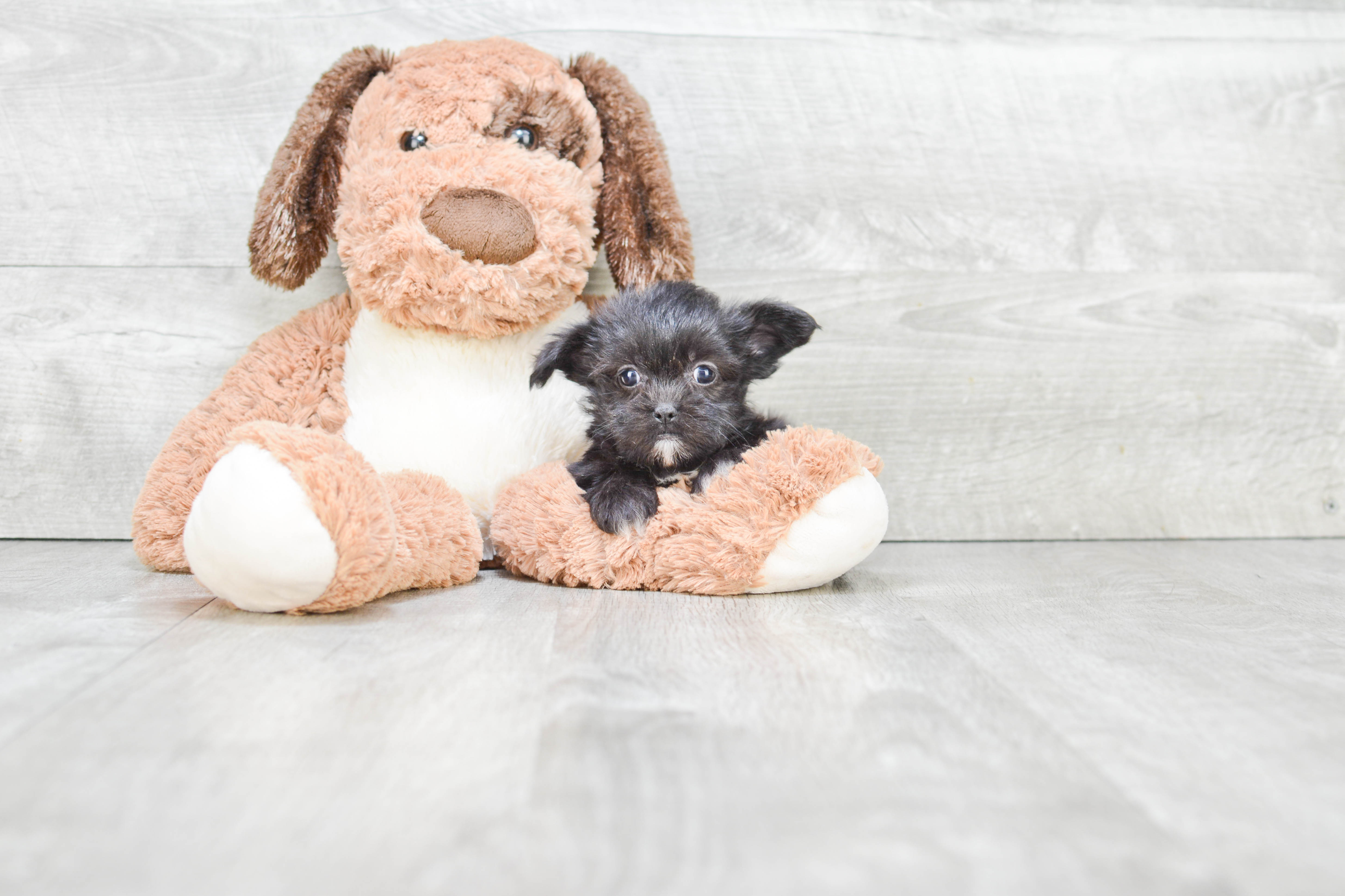 Shorkie Pup Being Cute