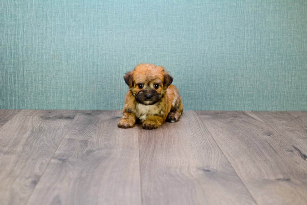 Morkie Pup Being Cute