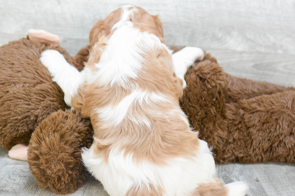 Cavalier King Charles Spaniel Pup Being Cute