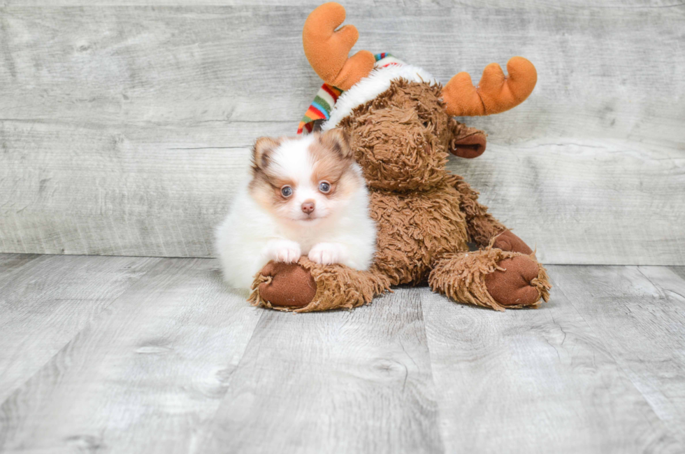 Sweet Pomeranian Purebred Puppy