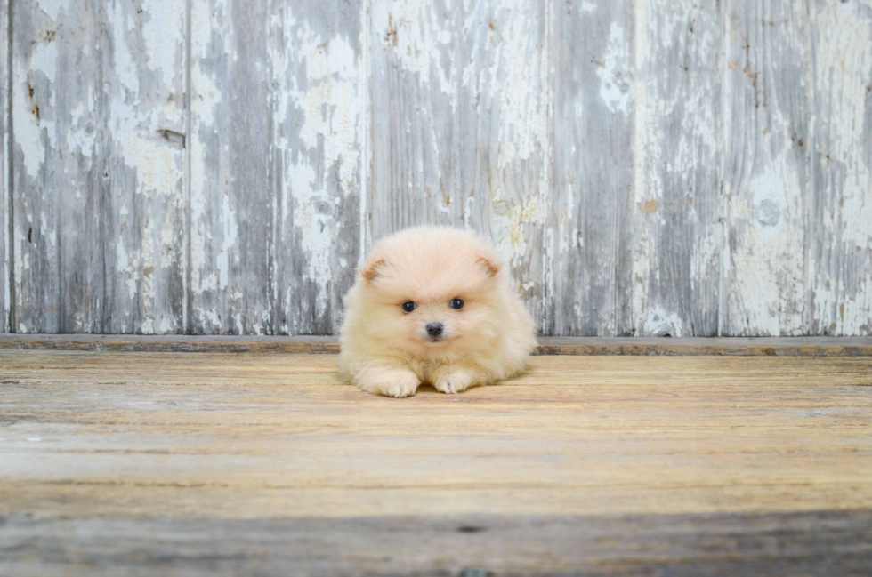 Petite Pomeranian Purebred Puppy