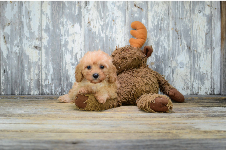 Best Cavapoo Baby