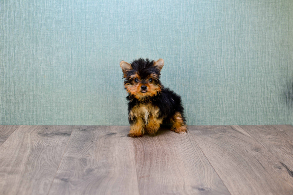 Meet Trigger - our Yorkshire Terrier Puppy Photo 