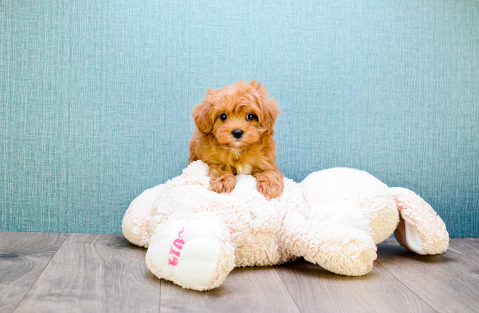 Cute Cavapoo Baby