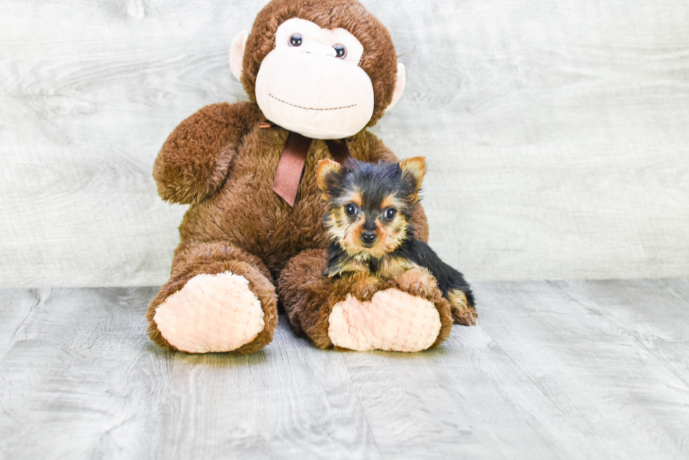 Meet Rachel - our Yorkshire Terrier Puppy Photo 