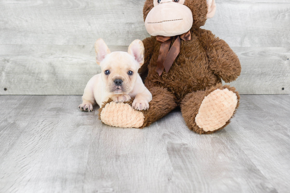 Playful French Bulldog Purebred Pup