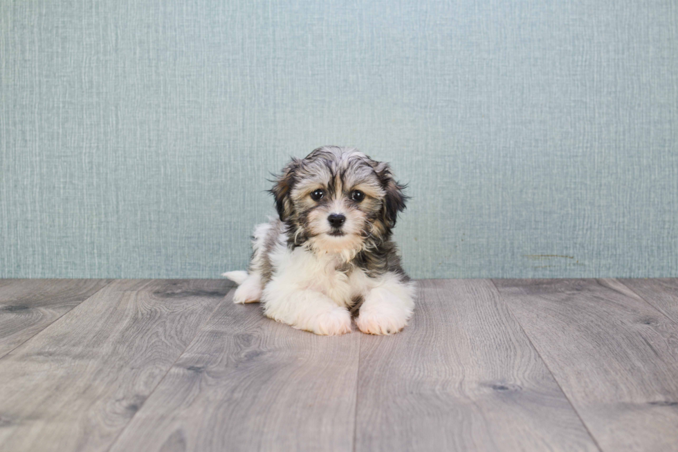 Teddy Bear Pup Being Cute