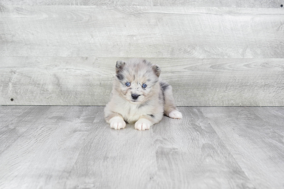 Hypoallergenic Mini Husky Designer Puppy